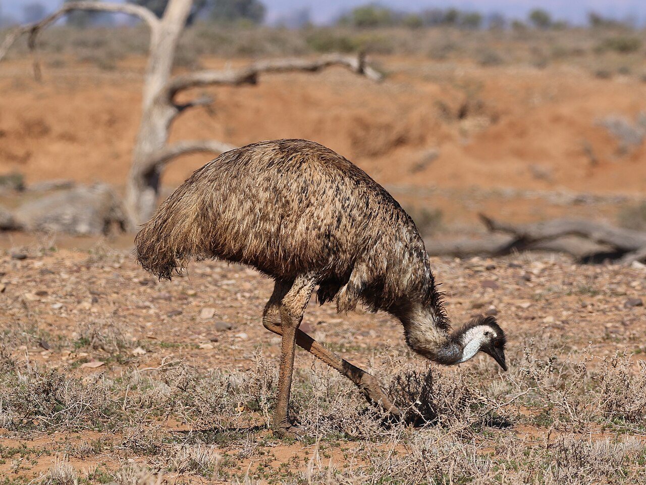 Photograph of a wild emu feeding on dry open ground in outback Australia